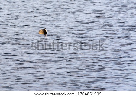 One seagull floats in blue water with small waves. Wildlife Abstract Background