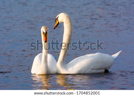Beautiful Picture of two white swans in love swiming on the lake in the spring sunny day before nesting. White swan is symbol of peace, love and fidelity. Example of european nature