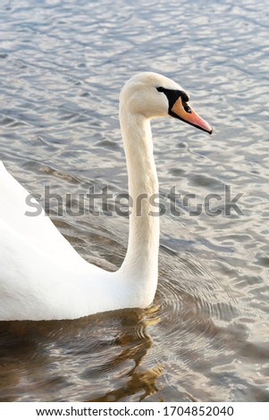 Closeup Profile portrait of white swan and blue water on a sunny day with sunset light. Wildlife Abstract Background