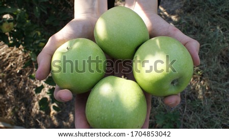 Hands holding four green apples. Royalty-Free Stock Photo #1704853042