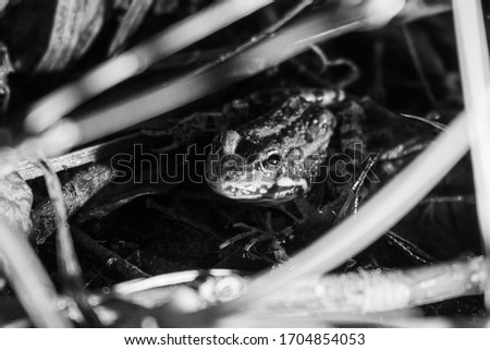 The frog is hunting. black and white photo.
Close up of a small green frog sitting on a lawn.