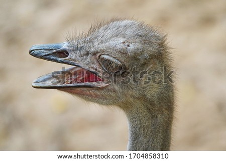 Close-up, heads of an African ostrich