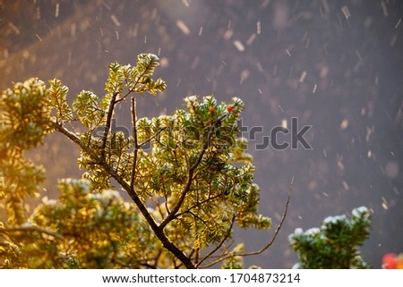 Pine trees and winter with snow falling