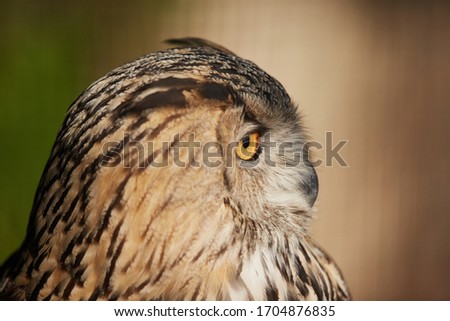 Wise Bubo bubo sibiricus, northen eagle owl raptor portrait macro close up
