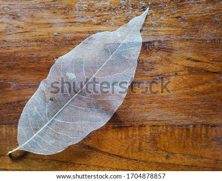 White dry leaf on the old teak wood table