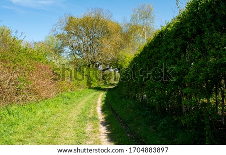 Nice Sunny Picture of a path curving it's way between two hedgerows.