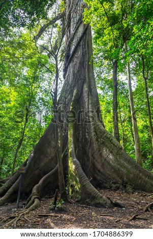 vertical photo of an old tree in a green forest