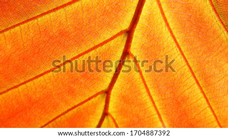 photo of a leaf under the light