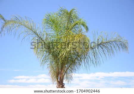 Contrast between palm tree and sky