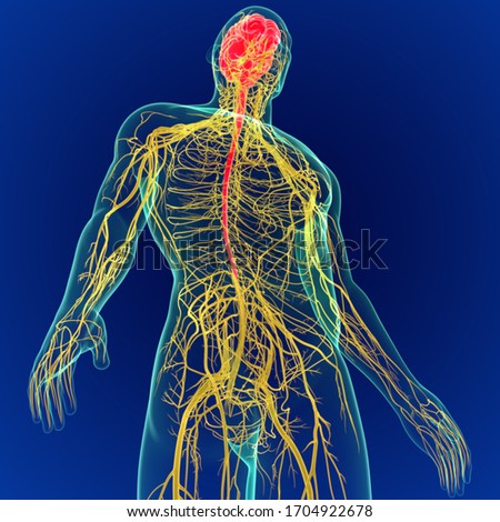 3D Illustration Human Brain with Nerves System Anatomy. (3D Brain)