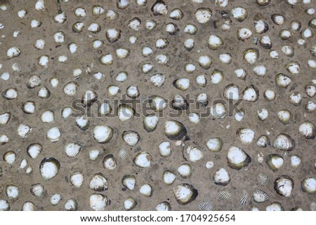 Decorative floor made of mud and sea  
shell by the local peoples of Andaman  