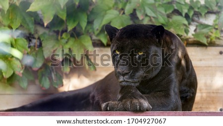 A black panther with yellow eyes lies under a tree at the zoo.