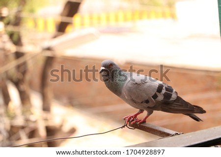 The story of the pigeon flies back to the old age remains in the sky on the trees in the houses and where it is found. Looks very cute. His pictures are also pleasant. 