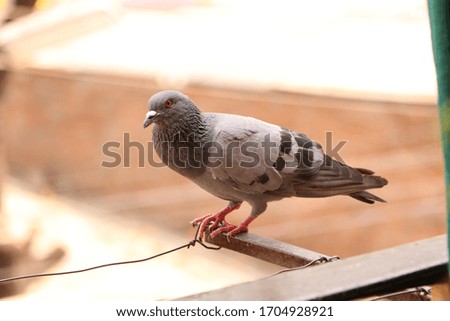 The story of the pigeon flies back to the old age remains in the sky on the trees in the houses and where it is found. Looks very cute. His pictures are also pleasant. 