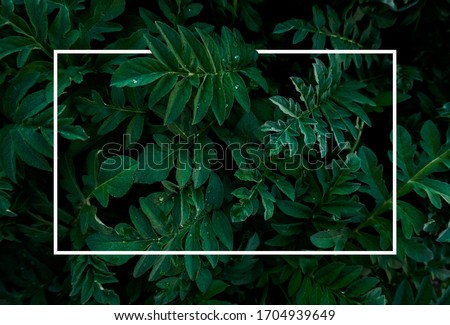 Square frame. Creative layout made of green leaves with paper card note. Blank for advertising card or invitation. Nature concept. Minimalism, flat lay Royalty-Free Stock Photo #1704939649