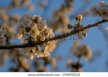 Apple tree branch twig with white flowers and blue sky