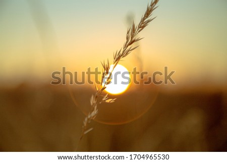 Details and wide shots of a field of wheat and wild oats around harvest time. The sun can be seen through the crop and the atmosphere is one of growth and golden hour goodness.