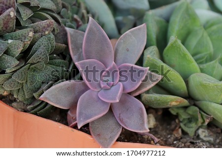 
Beautiful purple succulent with green succulents