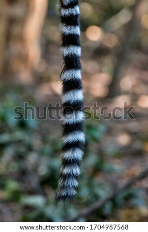 Ring tailed lemur photographed in South Africa. Picture made in 2019.