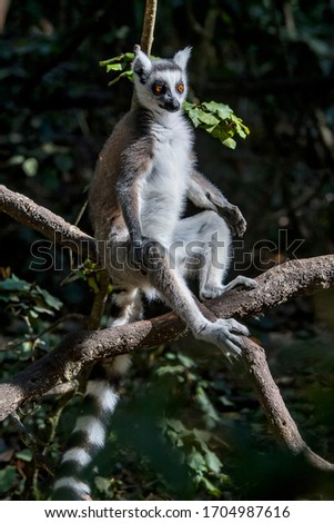 Ring tailed lemur photographed in South Africa. Picture made in 2019.