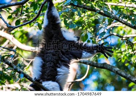 Black and white ruffed lemur photographed in South Africa. Picture made in 2019.