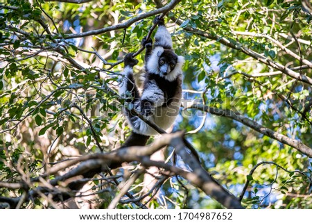 Black and white ruffed lemur photographed in South Africa. Picture made in 2019.