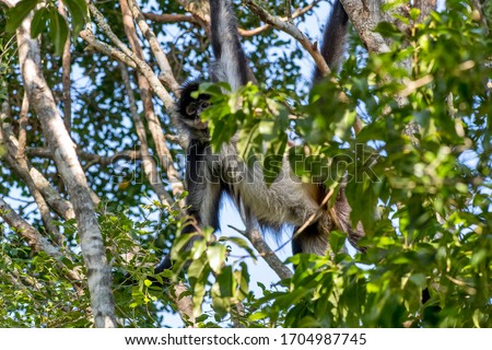 Geoffroy s Spider Monkey photographed in South Africa. Picture made in 2019.