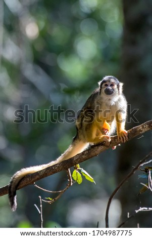 Black capped squirrel monkey photographed in South Africa. Picture made in 2019.