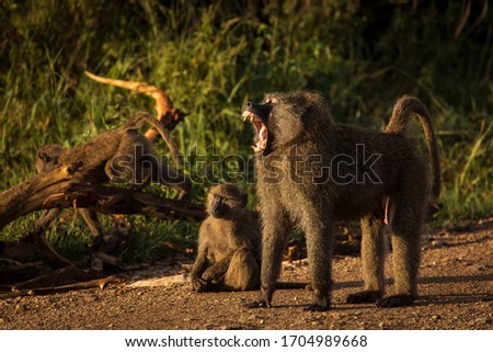 Baboon family during safari in Serengeti National Park, Tanzania
