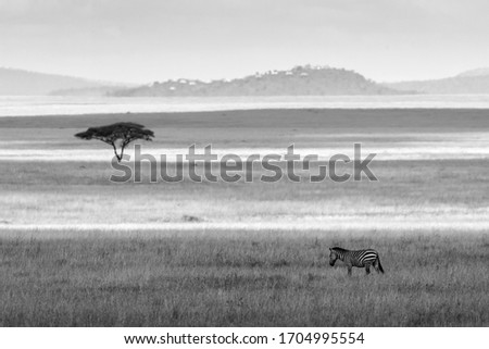Single zebra on a field with single tree in background in Serengeti National Park in Tanzania during safari. Blak and white picture.