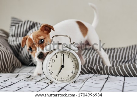 Jack russell terrier dog nibbles vintage alarm clock in bed. Wake up and morning concept Royalty-Free Stock Photo #1704996934