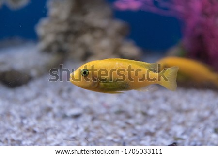 Yellow cichlid, aquarium fish close-up. Side view.