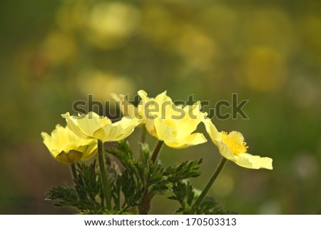 Gelbe Alpen-Kuechenschelle, Pustilla apiifolia, Pasqueflower, Germany Royalty-Free Stock Photo #170503313