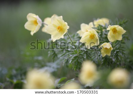 Gelbe Alpen-Kuechenschelle, Pustilla apiifolia, Pasqueflower, Germany Royalty-Free Stock Photo #170503331