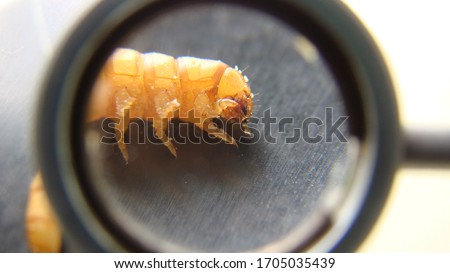 mealworm.
Biologist examines insect, live food for bird and reptile. 
stages of mealworms, larva.
superworms, super worm. 
the life cycle of meal worms.
Exotic veterinarian, veterinary medicine, vet Royalty-Free Stock Photo #1705035439