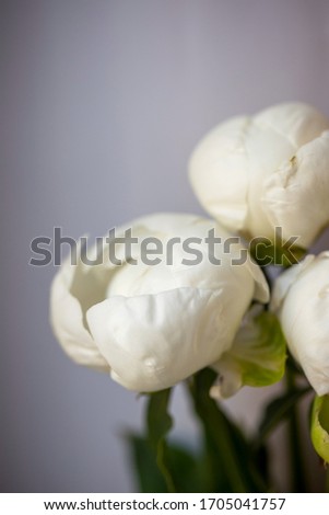 Beautiful and tender blossoming white peony bud flower on the grey background, vertical close up photo.