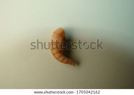 mealworm - superworm | pupa on white background close up -  Stages of the meal worm  - the life cycle of a mealworm - mealworms  ,  meal worms , super worm , superworms 