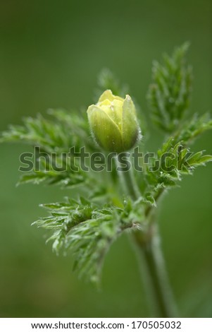 Gelbe Alpen-Kuechenschelle, Pustilla apiifolia,  Pasqueflower Royalty-Free Stock Photo #170505032