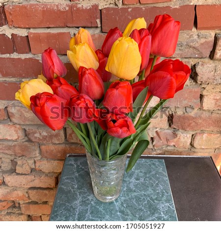 Tulip. Beautiful bouquet of tulips. colorful tulips. tulips in spring,colourful tulip with dew drops