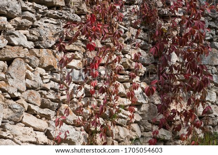 red and purple ivy leaves, liana twigs cover old wall of coquina stones, hard shadows in the sun, horizontal ancient background concept