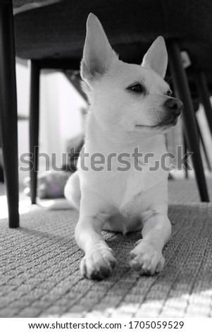 Elegant white chihuahua under a table