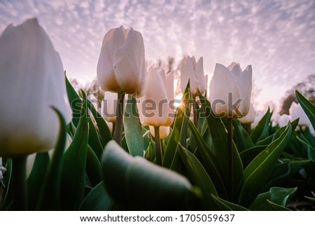 Tulip flower field during sunset in the Netherlands, white tulips with on the background windmills, Noordoostpolder Flevoland