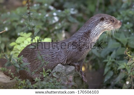 Europaeische Fischotter, Lutra lutra, Common otter