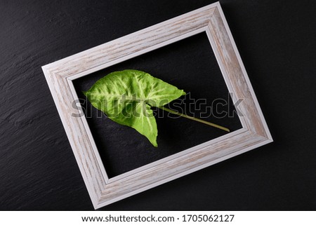 A green leaf in a light frame on a black stone background.