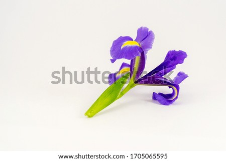 iris flower photo with lightbox