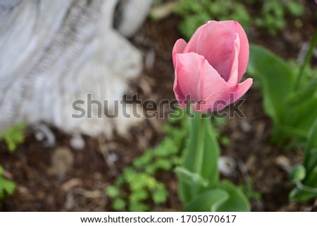 Tulips at the country farm
