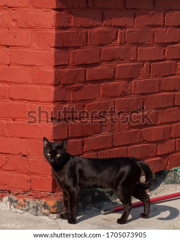 black cat on the background of a corner of a red brick wall