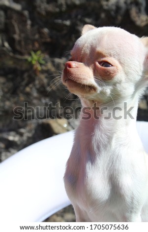 Adorable tiny white purebred chihuahua sitting