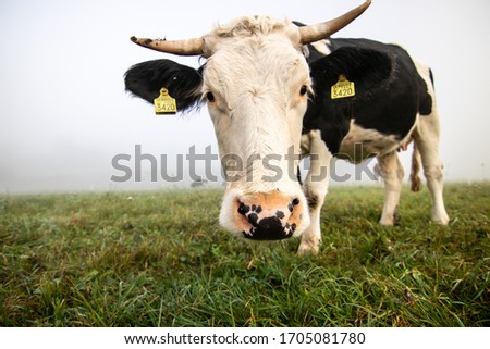Slovenia: Funny Alpine cow in field all of grass