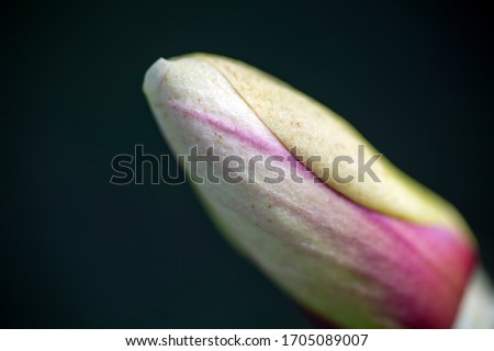 Close-up bud of magnolia, beauty flower. Natural floral and natural background. Macro
